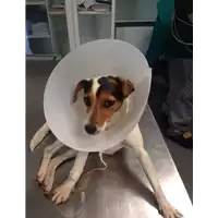 cane - Matr. 2017/1646 - Microchip 380260043309491