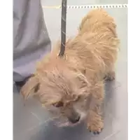 Foto dell\'animale cane - Matr. 2017/1651 - Microchip 380260043318895