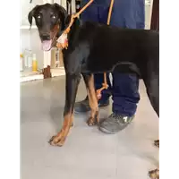 Foto dell\'animale cane - Matr. 2017/1659 - Microchip 380260043310085