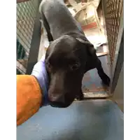 Foto dell\'animale cane - Matr. 2017/1662 - Microchip 380260043310089