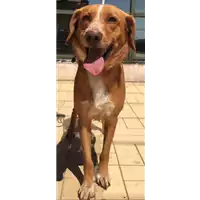 Foto dell\'animale cane - Matr. 2017/1664 - Microchip 380260043310217