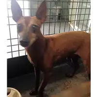 Foto dell\'animale cane - Matr. 2017/1665 - Microchip 380260100080103