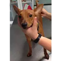 Foto dell\'animale cane - Matr. 2017/1675 - Microchip 380260043309678