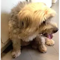 Foto dell\'animale cane - Matr. 2017/1677 - Microchip 380260000168557