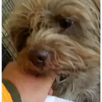 Foto dell\'animale cane - Matr. 2017/1680 - Microchip 380260040108111