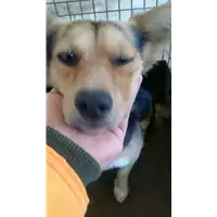 Foto dell\'animale cane - Matr. 2017/1686 - Microchip 380260100688652