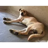 Foto dell\'animale cane - Matr. 2017/1684 - Microchip 380260043318858