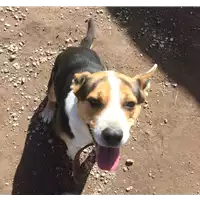 cane - Matr. 2016/1457 - Microchip 380260042789709