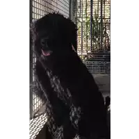 Foto dell\'animale cane - Matr. 2017/1702 - Microchip 977200004545524