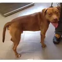 cane - Matr. 2017/1704 - Microchip 380260043310419