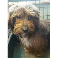 Foto dell\'animale cane - Matr. 2017/1690 - Microchip 380260043267352