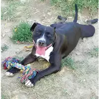 Foto dell\'animale cane - Matr. 2016/1975 - Microchip 380260042932241