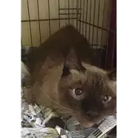 Foto dell\'animale gatto - Matr. 2017/1721 - Microchip 380260043268894