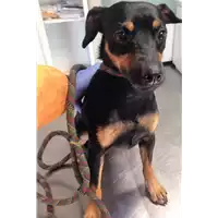 Foto dell\'animale cane - Matr. 2017/1729 - Microchip 380260043268871