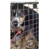 Foto dell\'animale cane - Matr. 2015/1526 - Microchip 380260070121601