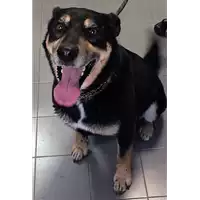 Foto dell\'animale cane - Matr. 2015/1527 - Microchip 380260070121327