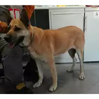 Foto dell\'animale cane - Matr. 2017/1741 - Microchip 380260043268626