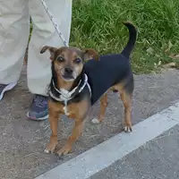 Foto dell\'animale cane - Matr. 2017/1738 - Microchip 380260043269269