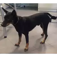 Foto dell\'animale cane - Matr. 2017/1745 - Microchip 380260043268840