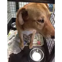 Foto dell\'animale cane - Matr. 2017/1753 - Microchip 380260043269347