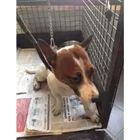 Foto dell\'animale cane - Matr. 2017/1752 - Microchip 380260043268835