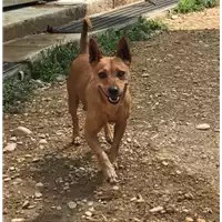 Foto dell\'animale cane - Matr. 2017/1759 - Microchip 380260043269289
