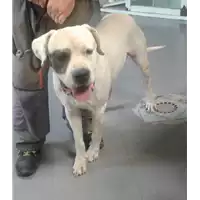 Foto dell\'animale cane - Matr. 2017/1761 - Microchip 380260043265399