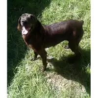 cane - Matr. 2017/0855 - Microchip 972000000498361