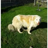 Foto dell\'animale cane - Matr. 2005/0773 - Microchip 380098100766699