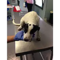 cane - Matr. 2017/1766 - Microchip 380260043259767