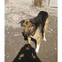 Foto dell\'animale cane - Matr. 2014/1531 - Microchip 981100000773768