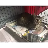 Foto dell\'animale gatto - Matr. 2017/1771 - Microchip 380260043259470