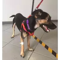 Foto dell\'animale cane - Matr. 2017/1773 - Microchip 380260042776432