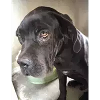 Foto dell\'animale cane - Matr. 2017/1781 - Microchip 380260100646434