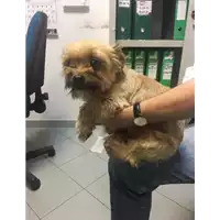 Foto dell\'animale cane - Matr. 2017/1782 - Microchip 380260043147777