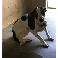 Foto dell\'animale cane - Matr. 2017/1778 - Microchip 380260043259712