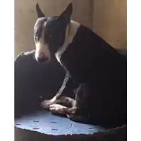Foto dell\'animale cane - Matr. 2017/1783 - Microchip 900108001663806