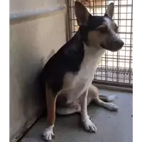 Foto dell\'animale cane - Matr. 2017/1794 - Microchip 380260043147216