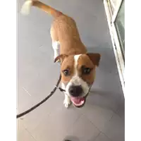 Foto dell\'animale cane - Matr. 2017/1795 - Microchip 380260043147223