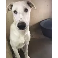 Foto dell\'animale cane - Matr. 2017/1804 - Microchip 380260043152052