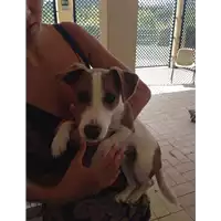 Foto dell\'animale cane - Matr. 2017/1818 - Microchip 380260002878928