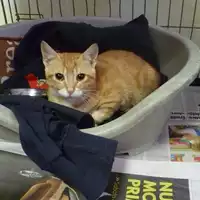 gatto - Matr. 2017/1828 - Microchip 380260043268869