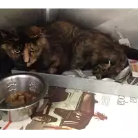 Foto dell\'animale gatto - Matr. 2017/1835 - Microchip 380260043268642