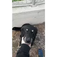 Foto dell\'animale cane - Matr. 2017/0064 - Microchip 380260042880551