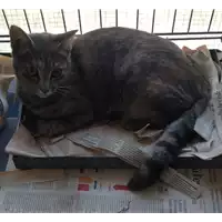 Foto dell\'animale gatto - Matr. 2017/1840 - Microchip 380260043268492