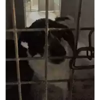 Foto dell\'animale cane - Matr. 2017/1854 - Microchip 380260043269060