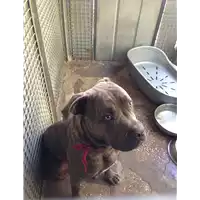 Foto dell\'animale cane - Matr. 2017/1857 - Microchip 380260002808172