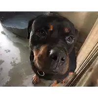 Foto dell\'animale cane - Matr. 2017/1871 - Microchip 380260080225342