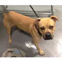 Foto dell\'animale cane - Matr. 2017/1877 - Microchip 380260043269413