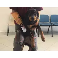 Foto dell\'animale cane - Matr. 2017/1878 - Microchip 380260080396402